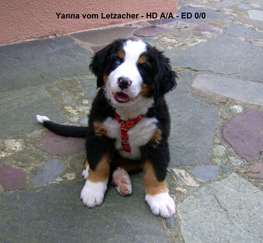 20080625 Unsere Hunde + Y-Wurf 035