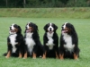20110911-die-vier-letzacher-veteranen