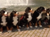20111015-hunde-mit-letzacher-hintergrund
