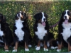 20120909-kbs-klubschau-6-hunde-mit-letzacher-hintergrund-emma-re