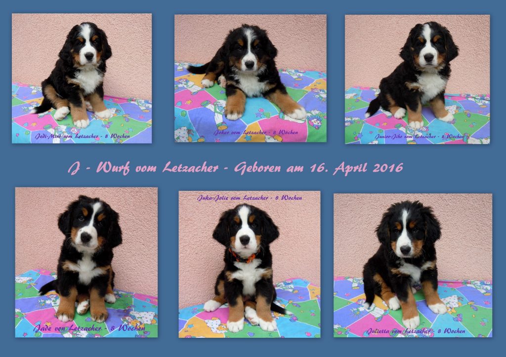 20160416 J - Wurf mit 8 Wochen