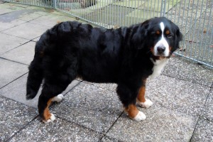 20121107 Wega stehend