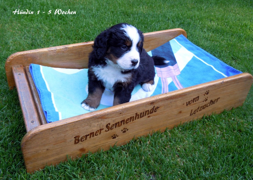 20140907 Hündin 1 - 5 Wochen