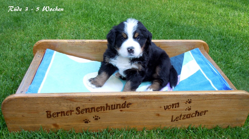 20140907 Rüde 3 - 5 Wochen