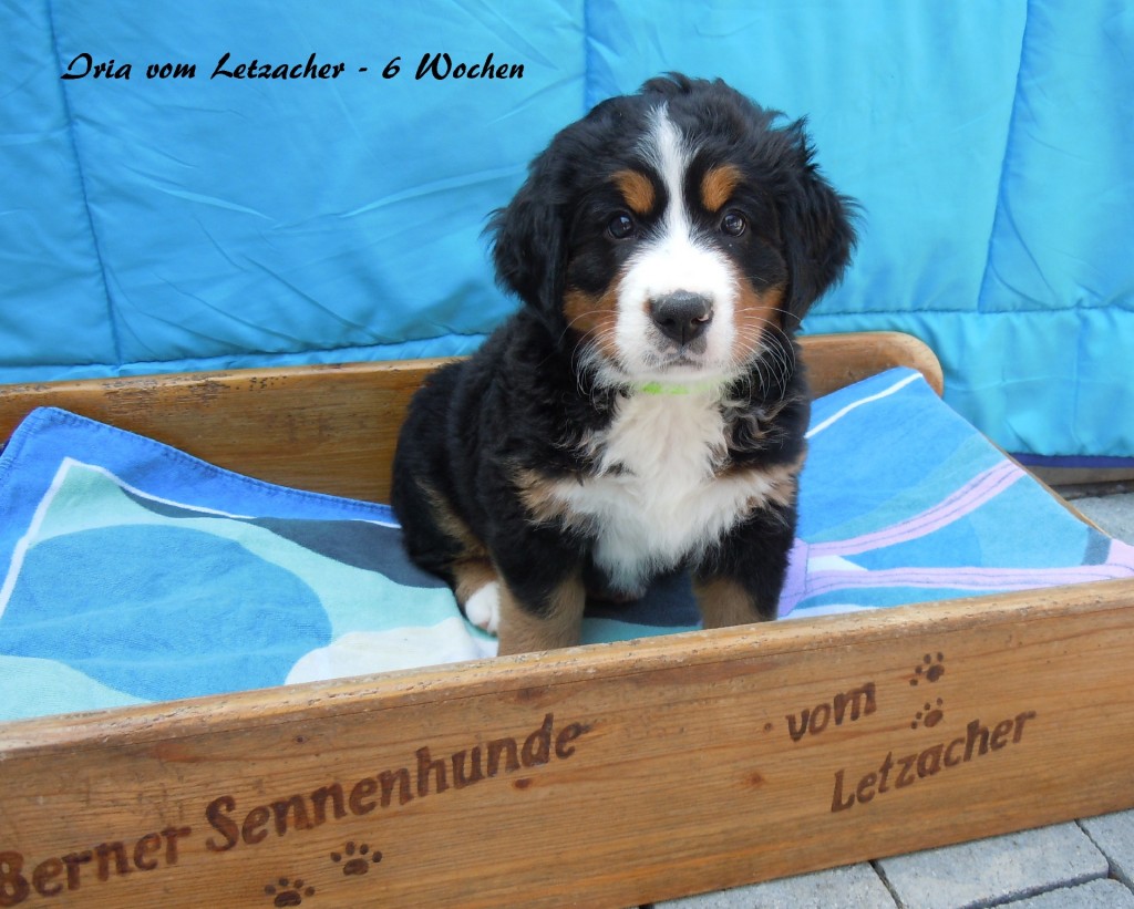 20150704 Iria vom Letzacher - 6 Wochen