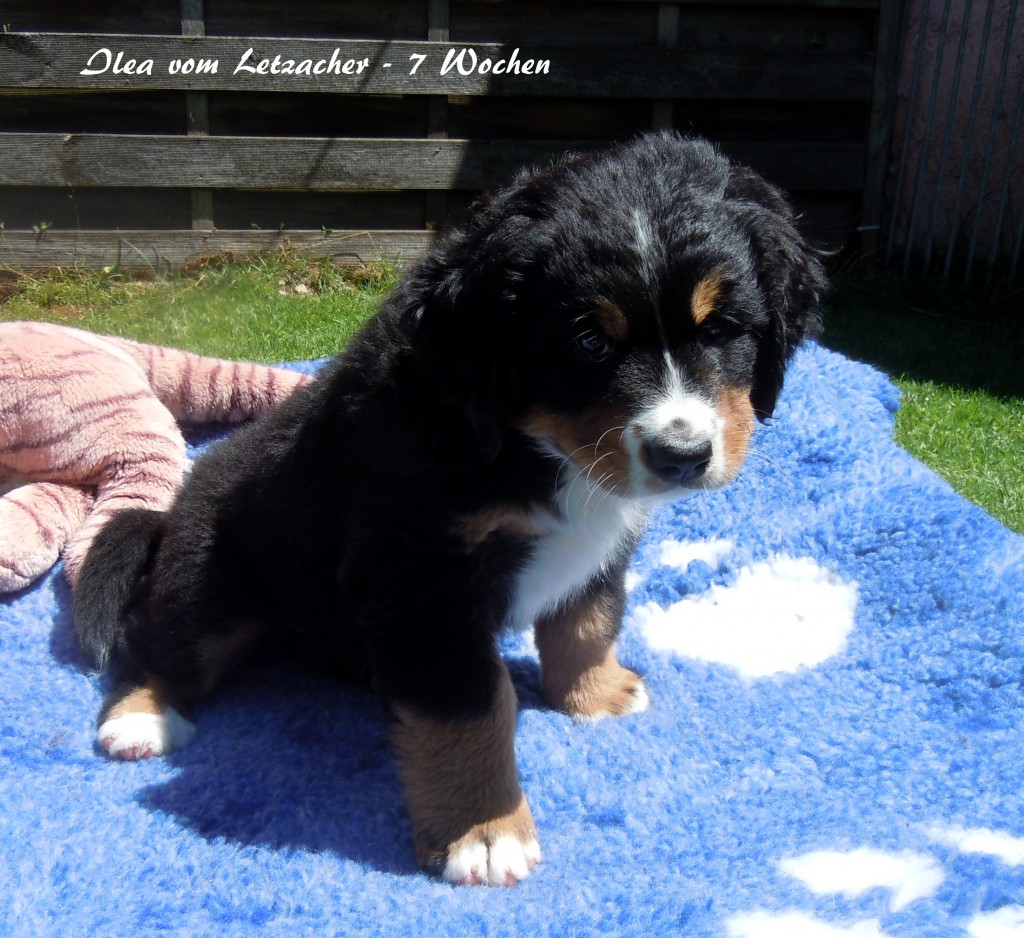 20150710 Ilea vom Letzacher - 7 Wochen