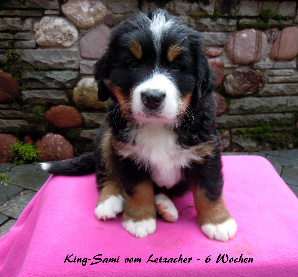 20160608 King-Sami vom Letzacher - 6 Wochen